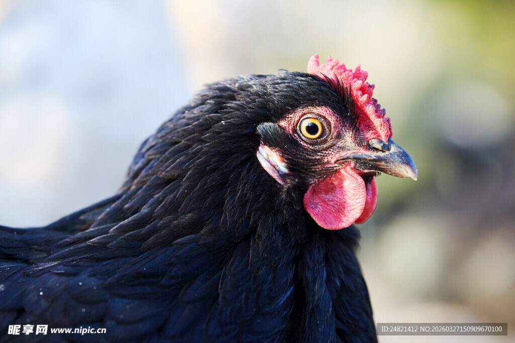 黑公鸡特写