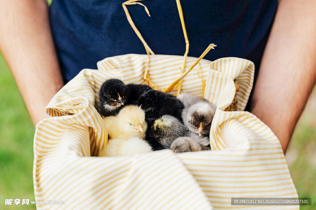 怀中布袋里的可爱小雏鸡