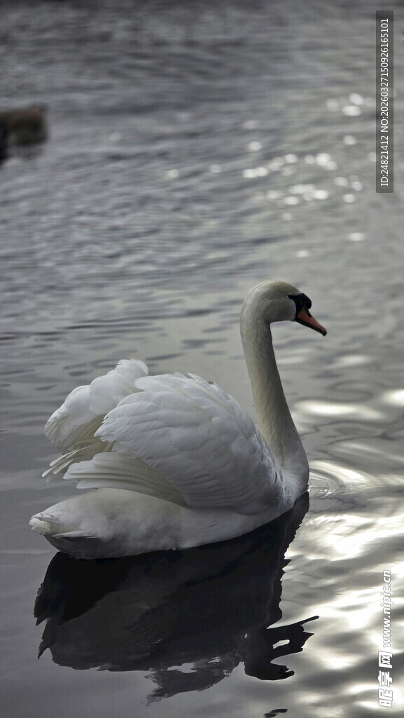 优雅天鹅于湖面悠然游弋