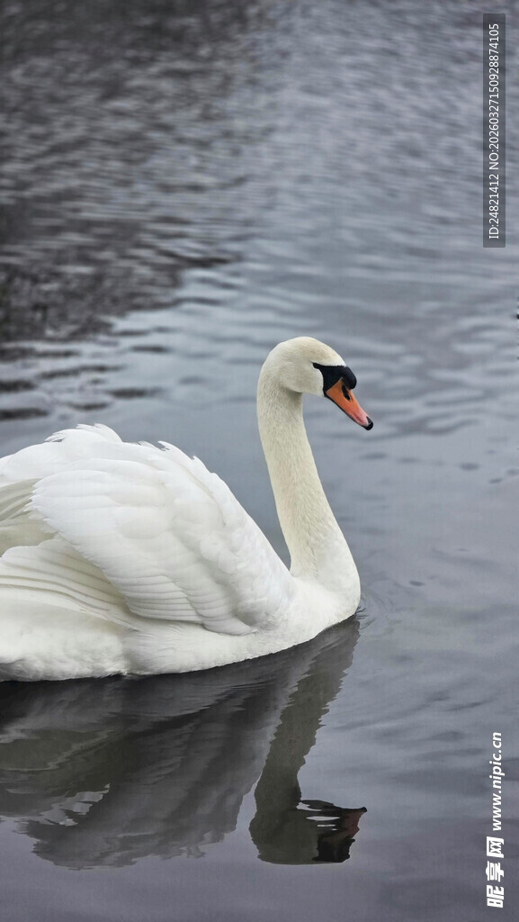 优雅天鹅于湖面悠然游弋