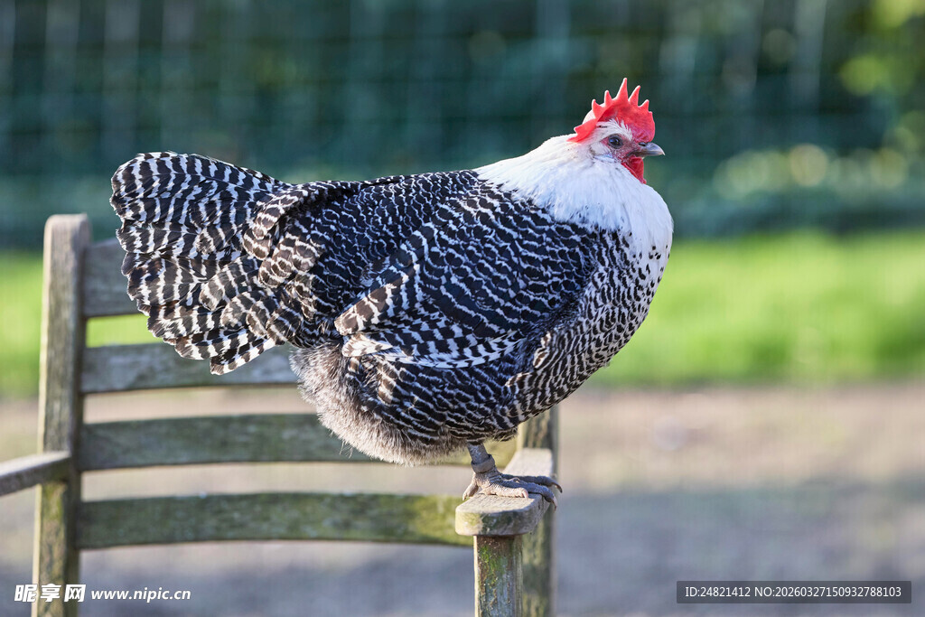 花公鸡立于木椅