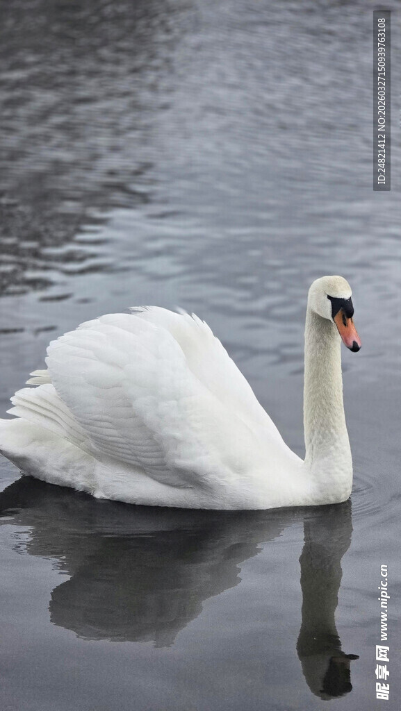 优雅天鹅游弋于平静水面