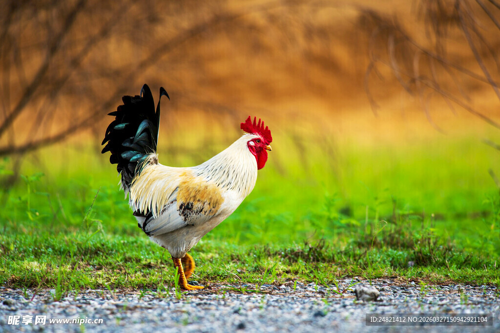 漫步草地的美丽公鸡