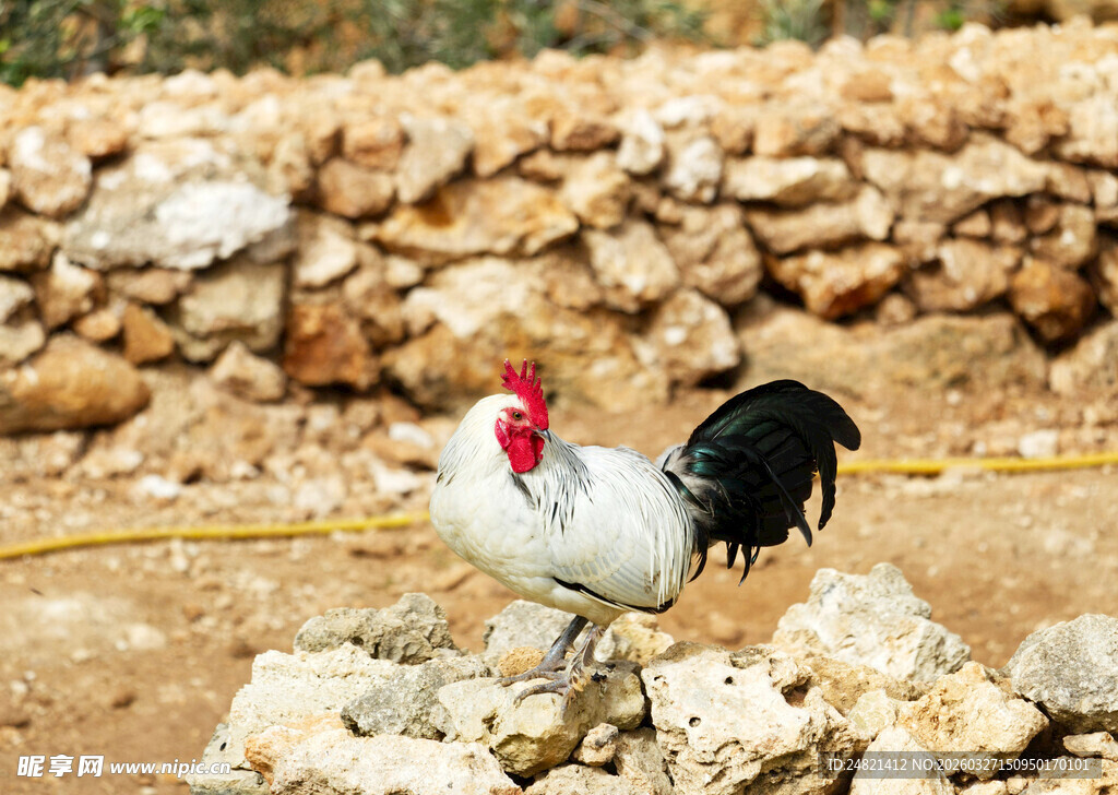 石堆上的公鸡