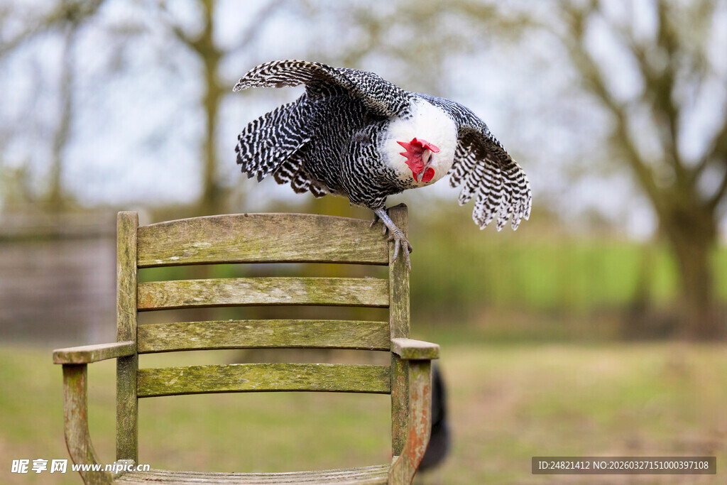 木椅上展翅的独特鸟类