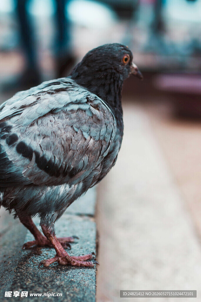 站在石沿上的灰羽鸽子