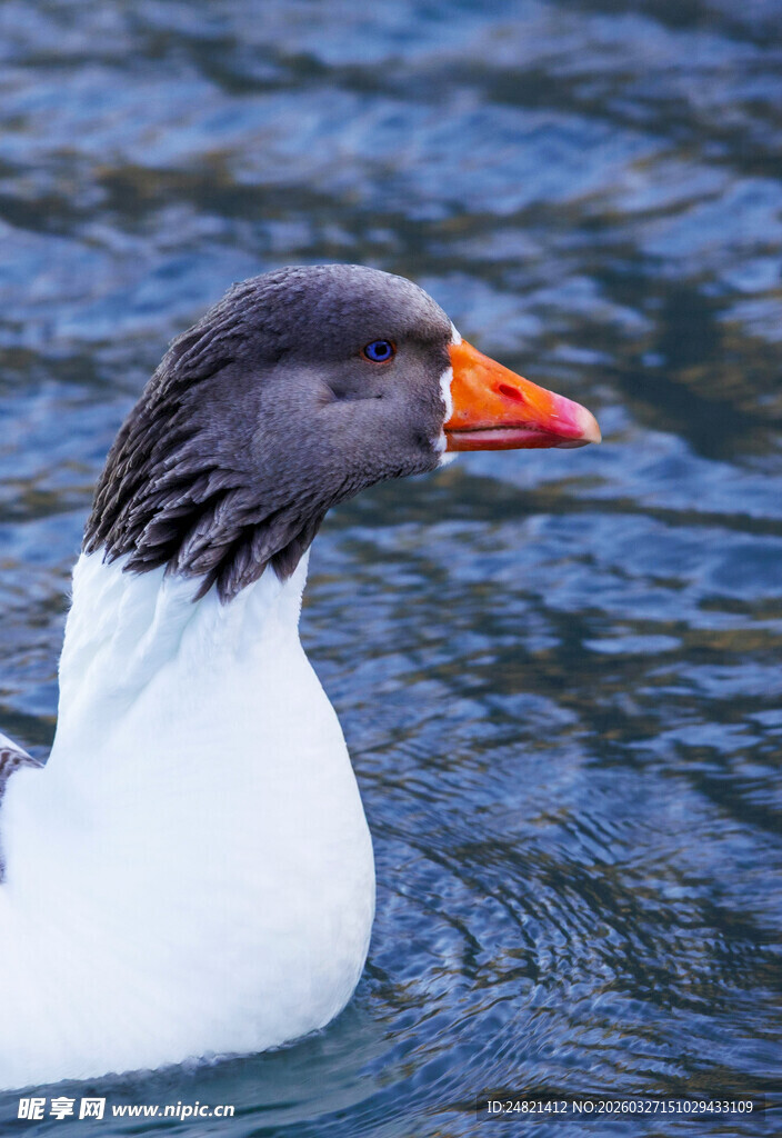 水中游弋的黑白海鸟