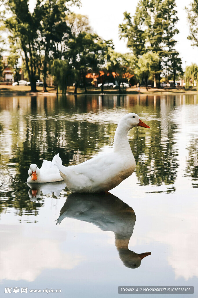 白鸭悠游于平静湖水