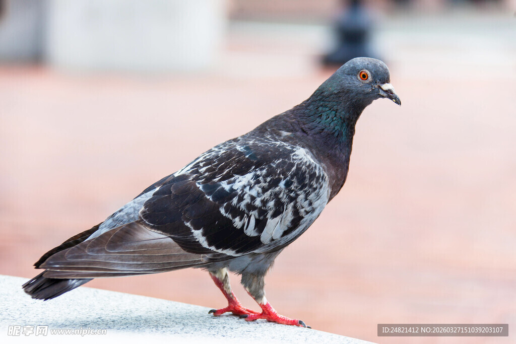 站在地面的灰黑色鸽子