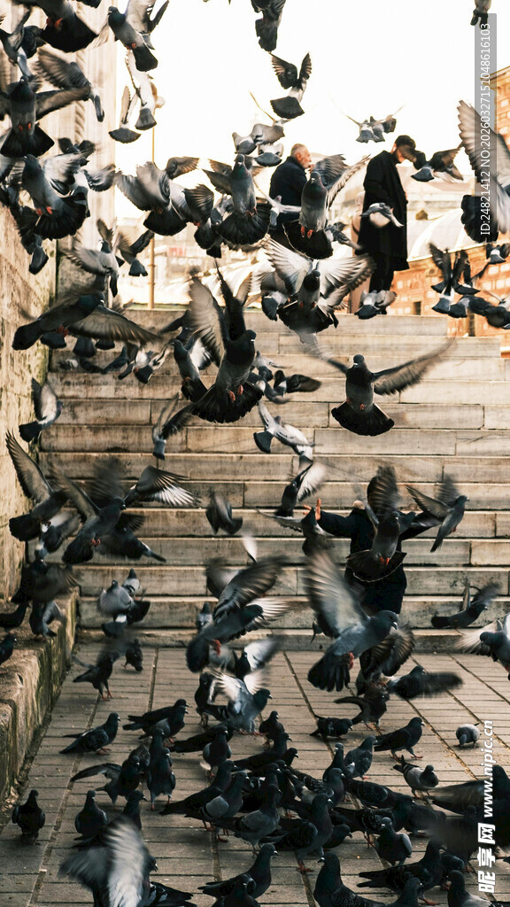 广场上群鸽飞舞