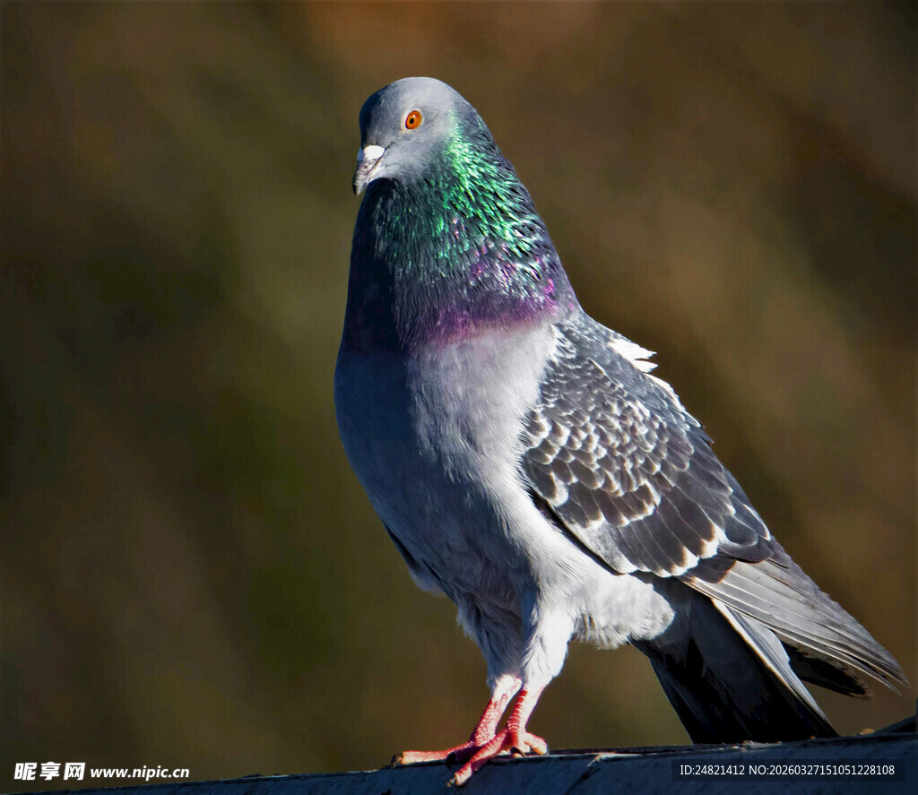 灰羽红爪鸽子特写