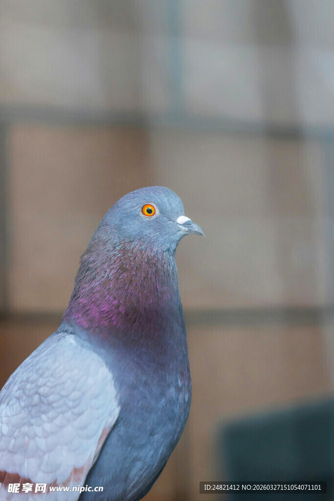 灰紫色鸽子特写