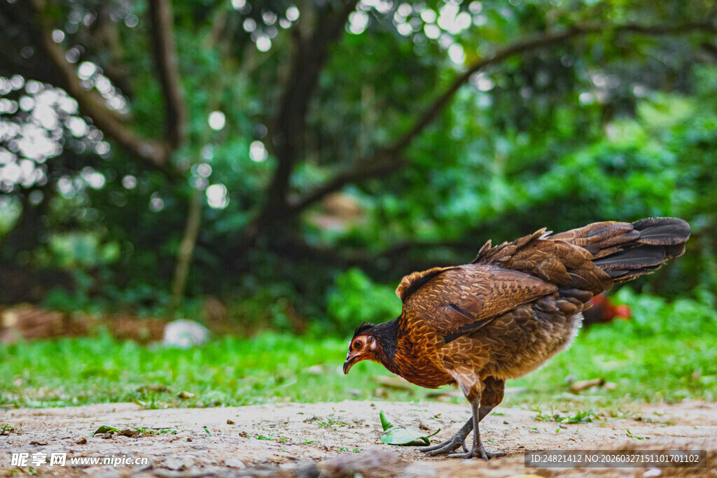 觅食的母鸡