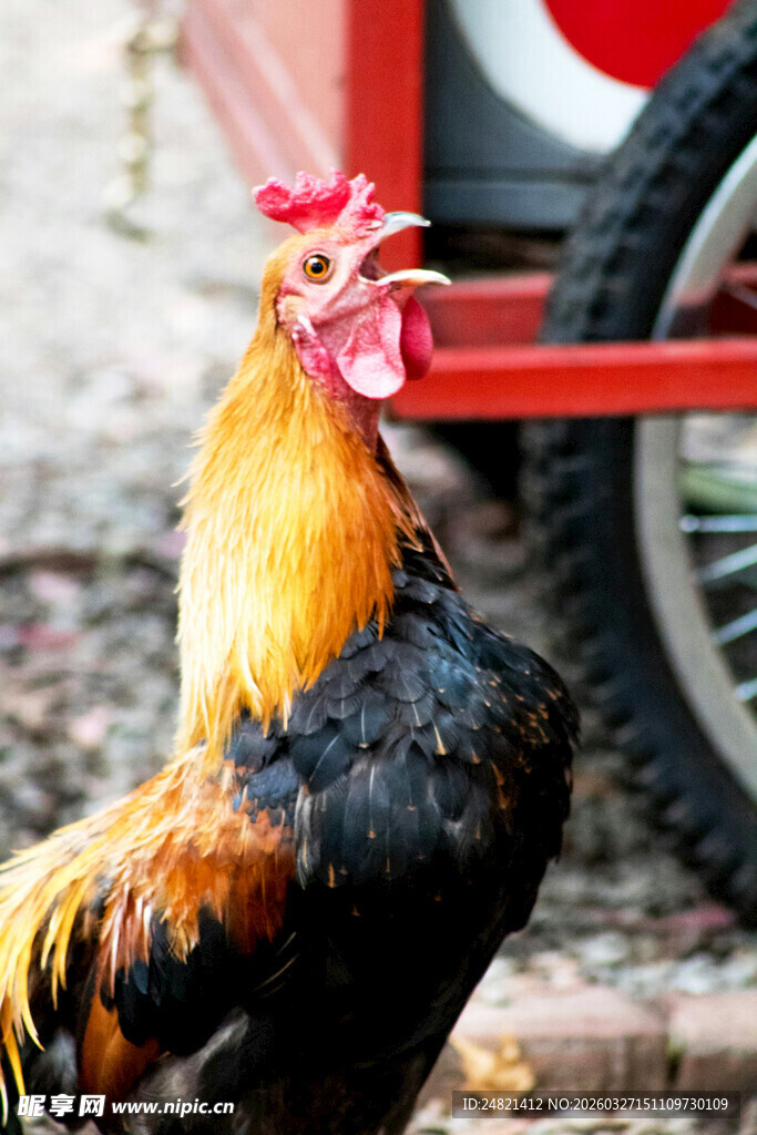 庭院中色彩艳丽的公鸡