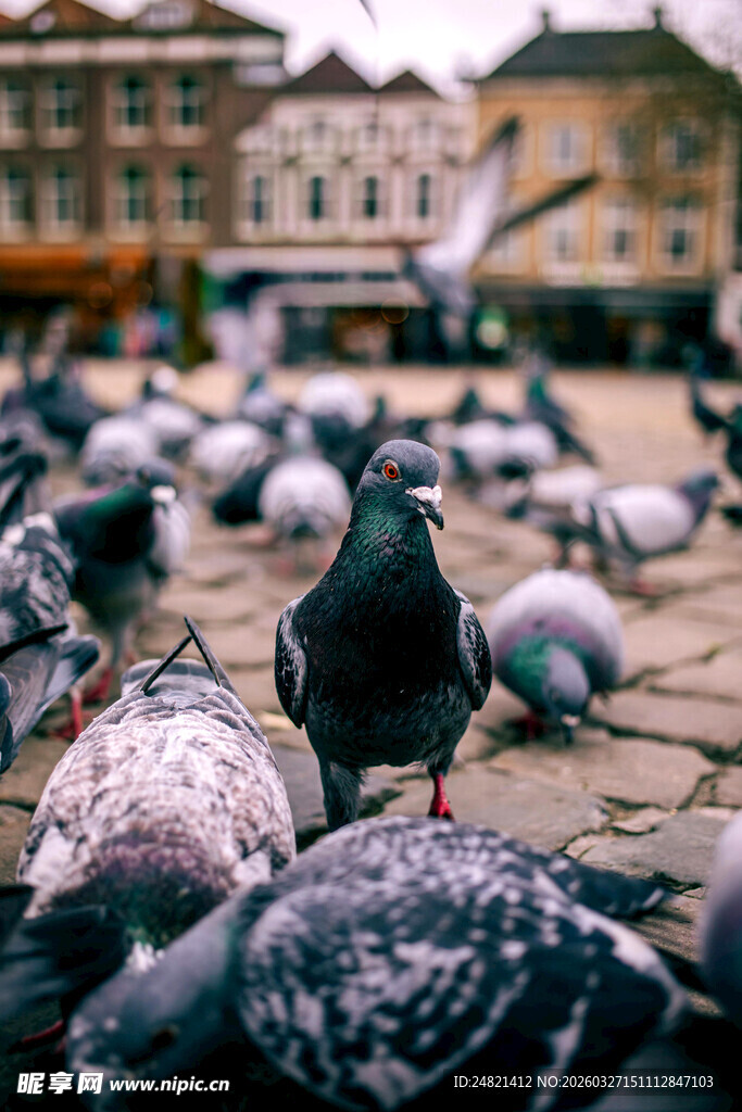 广场上聚集的众多鸽子