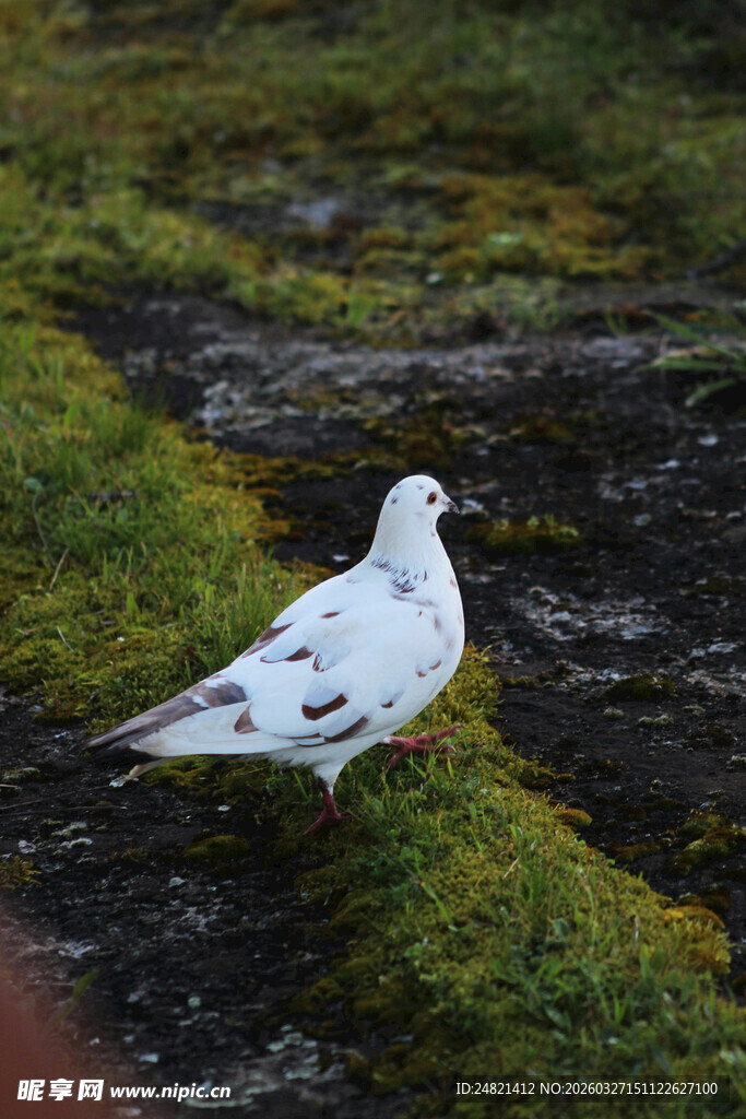 草地上的白鸽