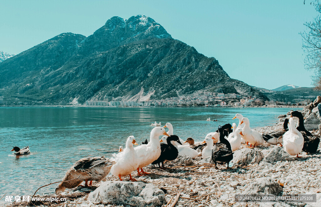岸边群鸟与山水美景