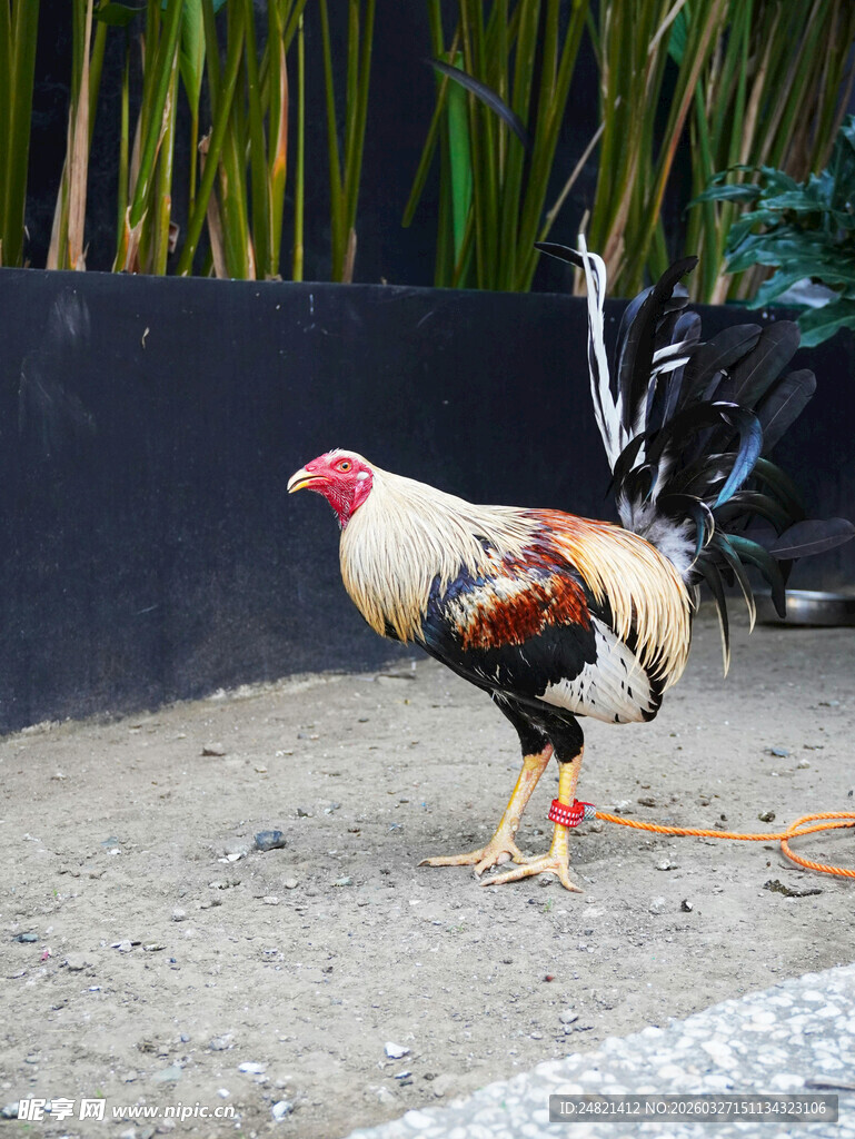 多彩公鸡站立于户外地面