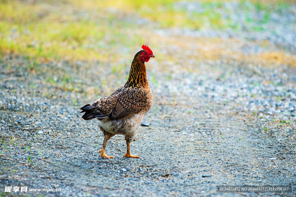 路上行走的一只鸡