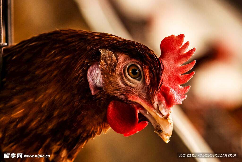 鸡冠鲜红的母鸡