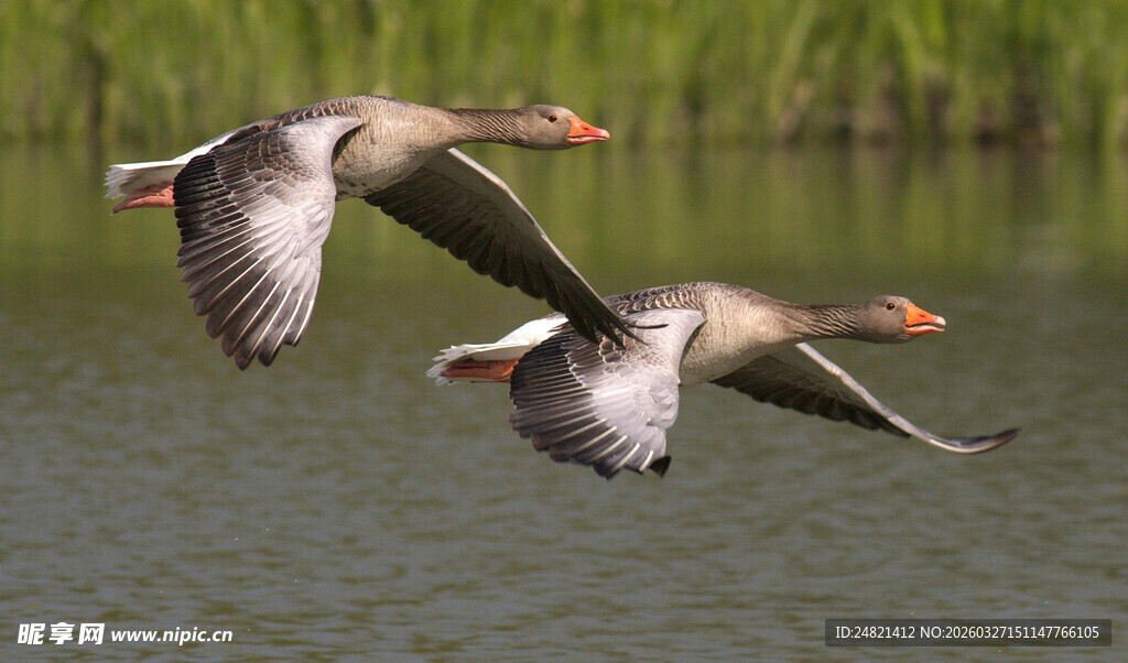 双雁展翅飞于绿水之上