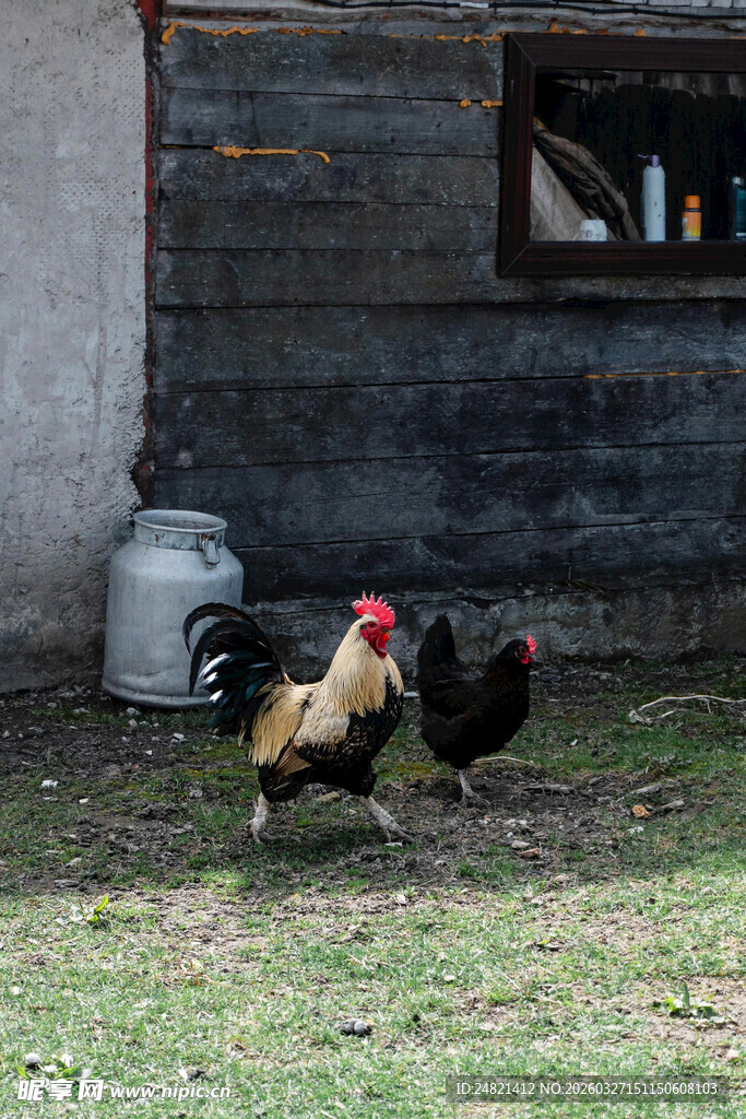 院子里的几只公鸡