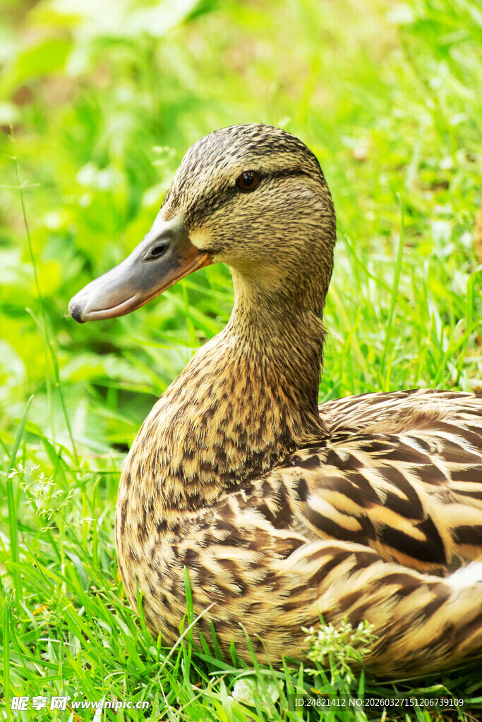 草地上休憩的斑纹鸭子