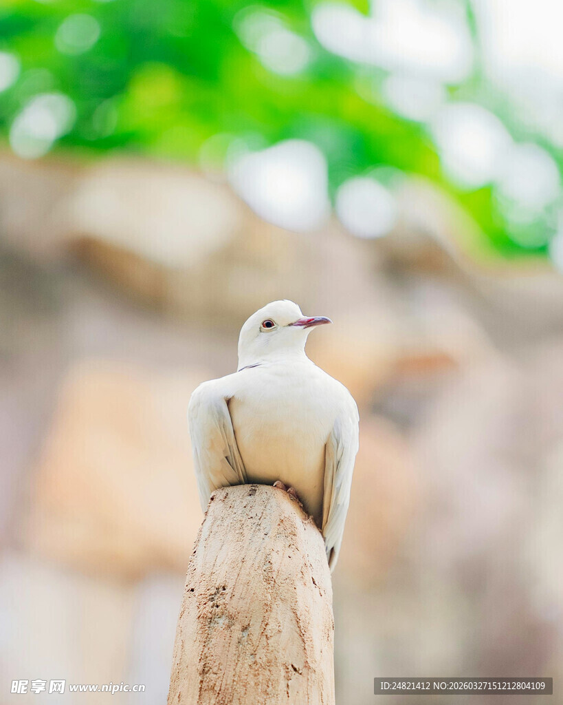 木柱上的小白鸟