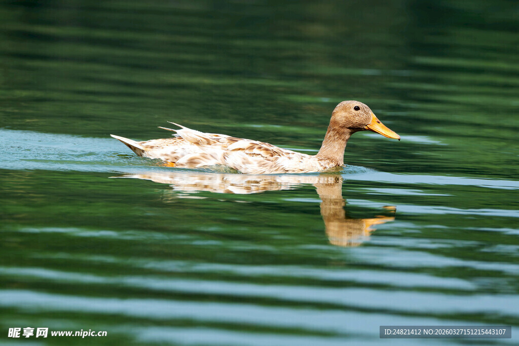 水中游弋的斑点鸭子