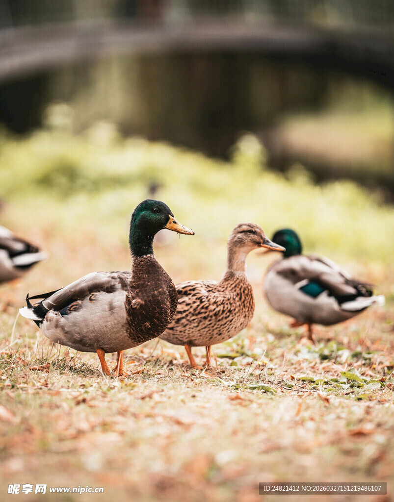 草地上的一群野鸭