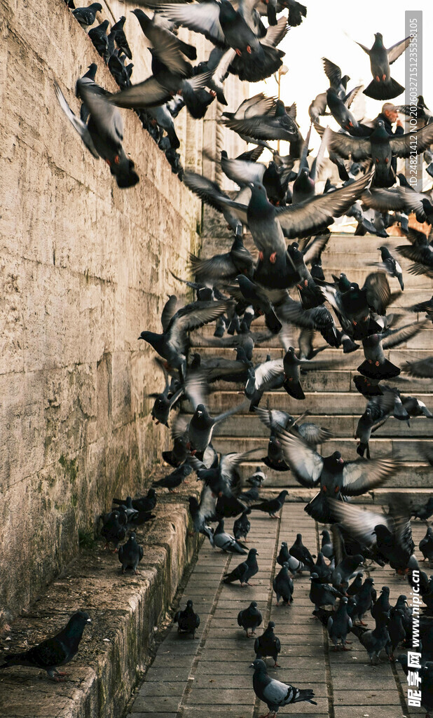 群鸽飞舞于古老石阶间