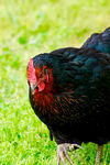 草地上的黑红色公鸡