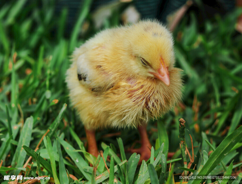草地上的小黄鸡