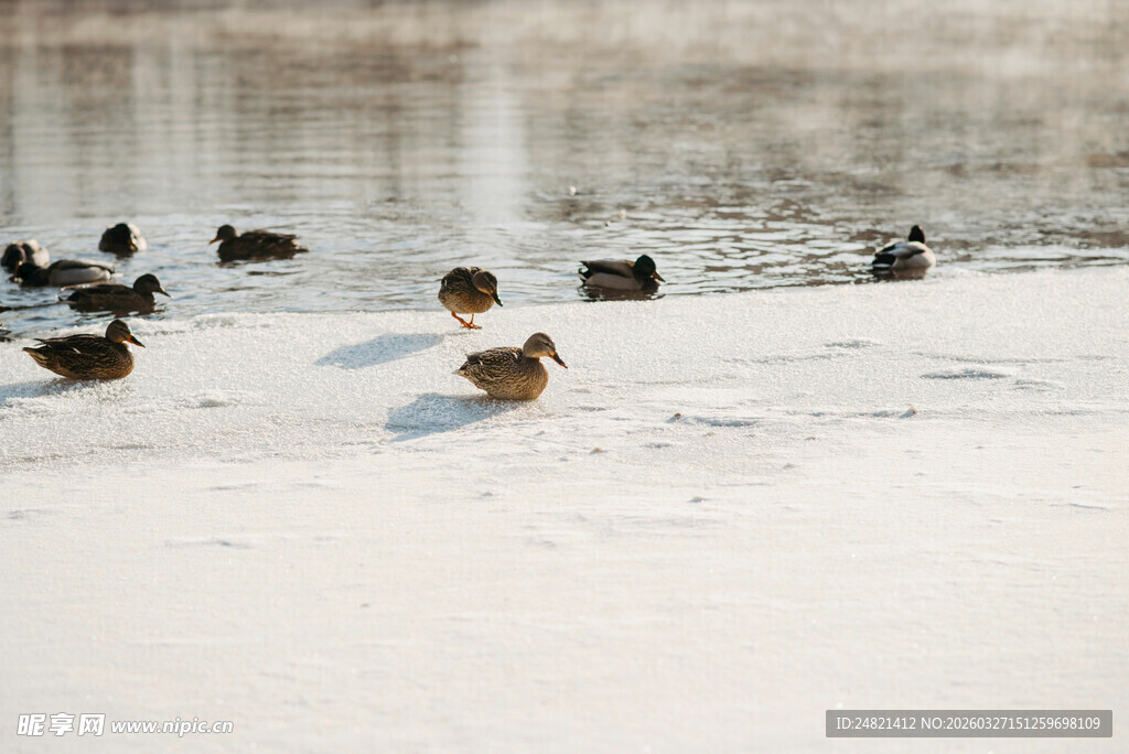 雪地中漫步的一群野鸭