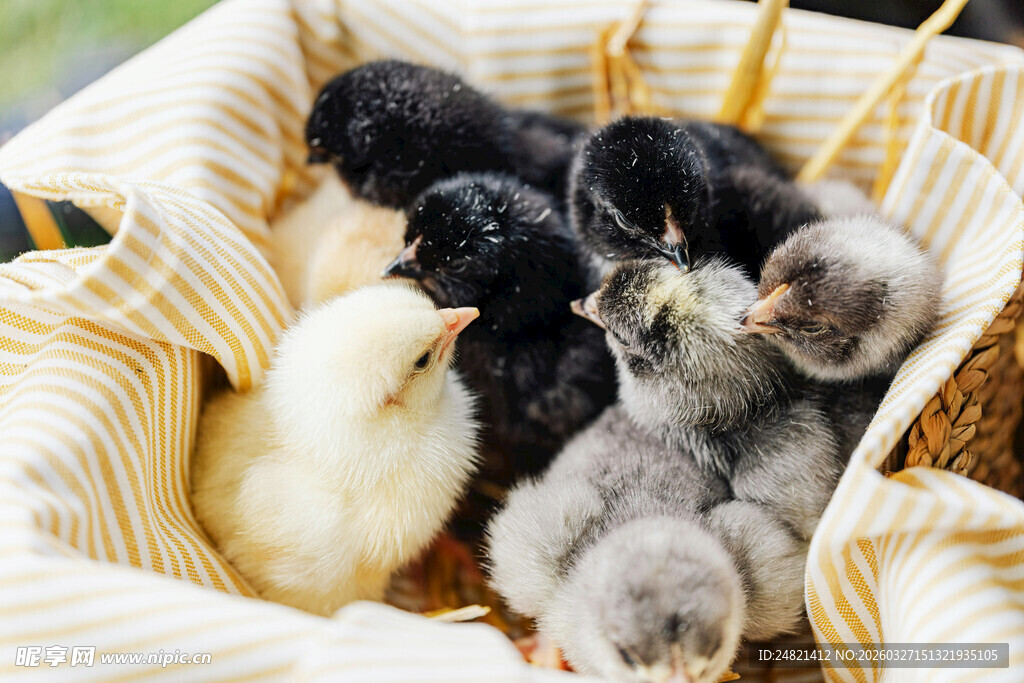 篮子里可爱的小鸡小鸭