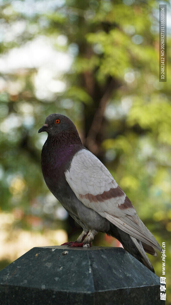 站在石台上的灰羽鸽子