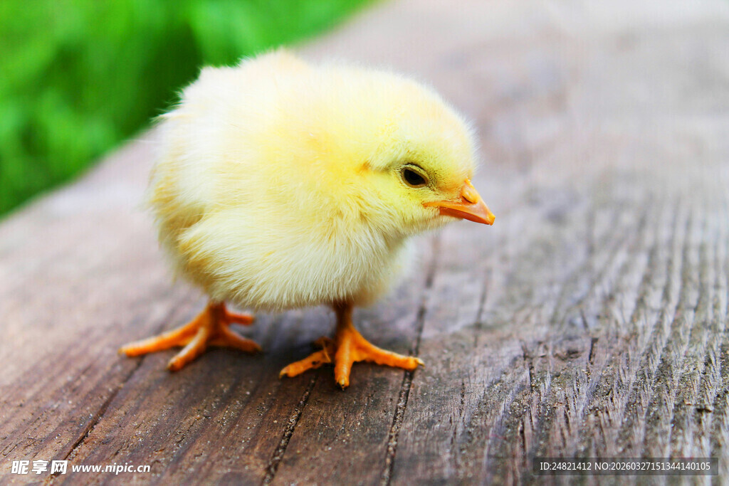 可爱小黄鸡立于木面