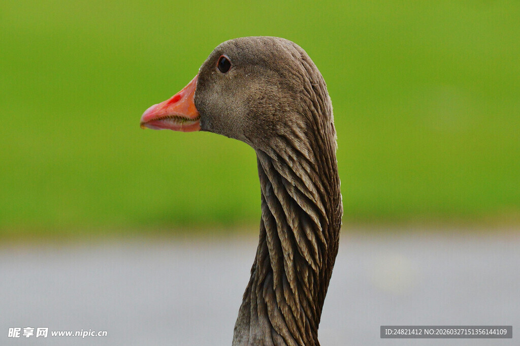灰雁特写