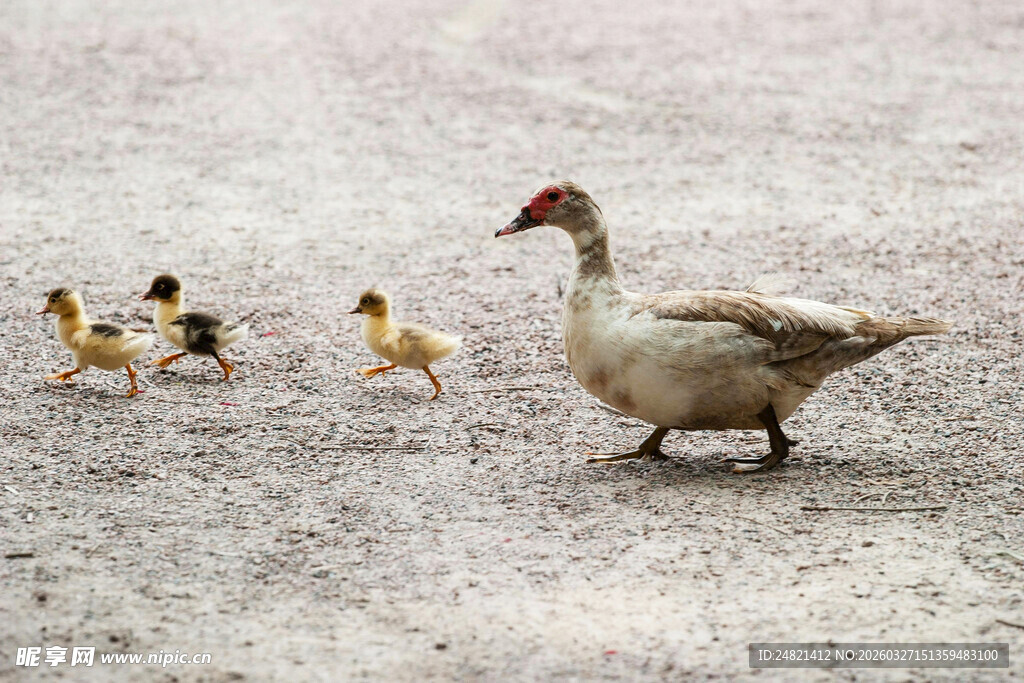 母鸭带小鸭漫步