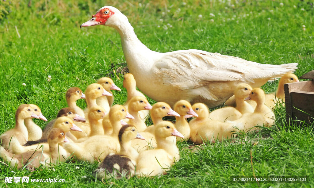 鸭妈妈与一群小鸭子