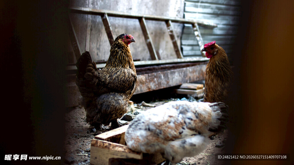 鸡舍内的鸡群