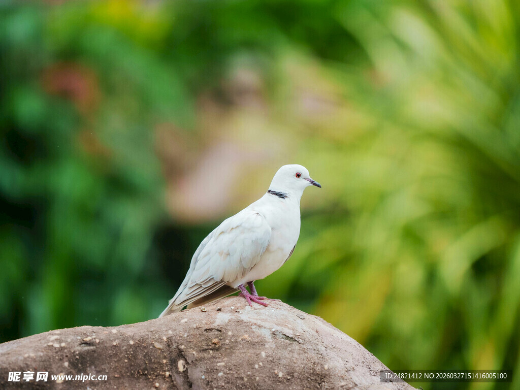 岩石上的白色小鸟
