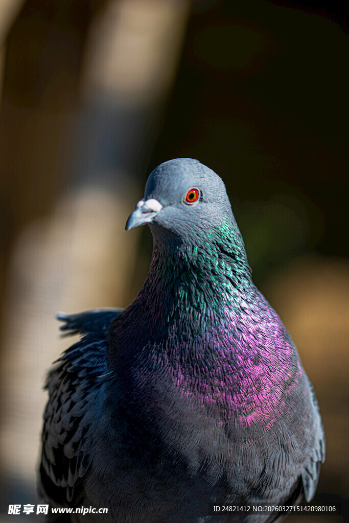 灰紫鸽子特写