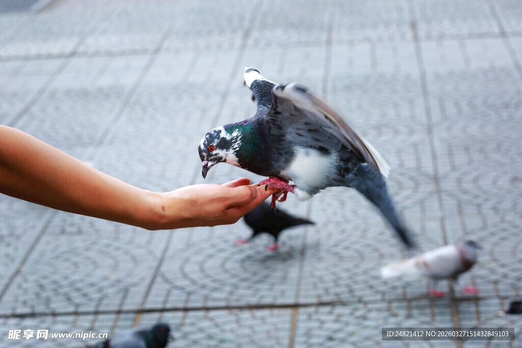 手喂鸽子的温馨瞬间
