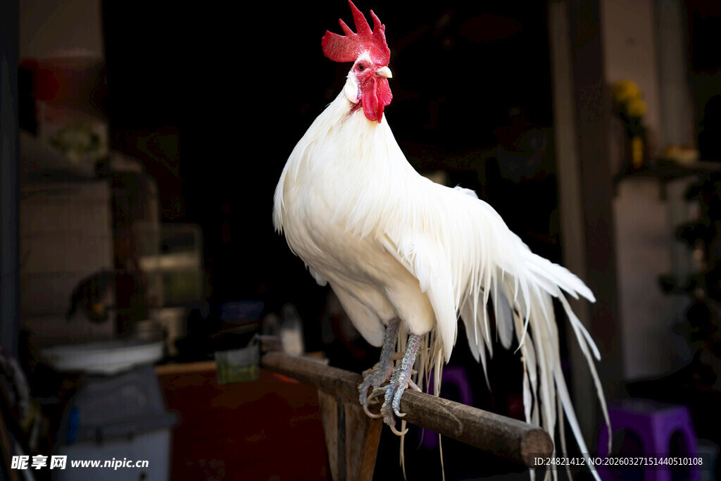 白公鸡立于枝头