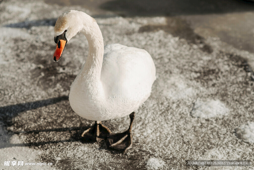 雪地中的优雅白天鹅