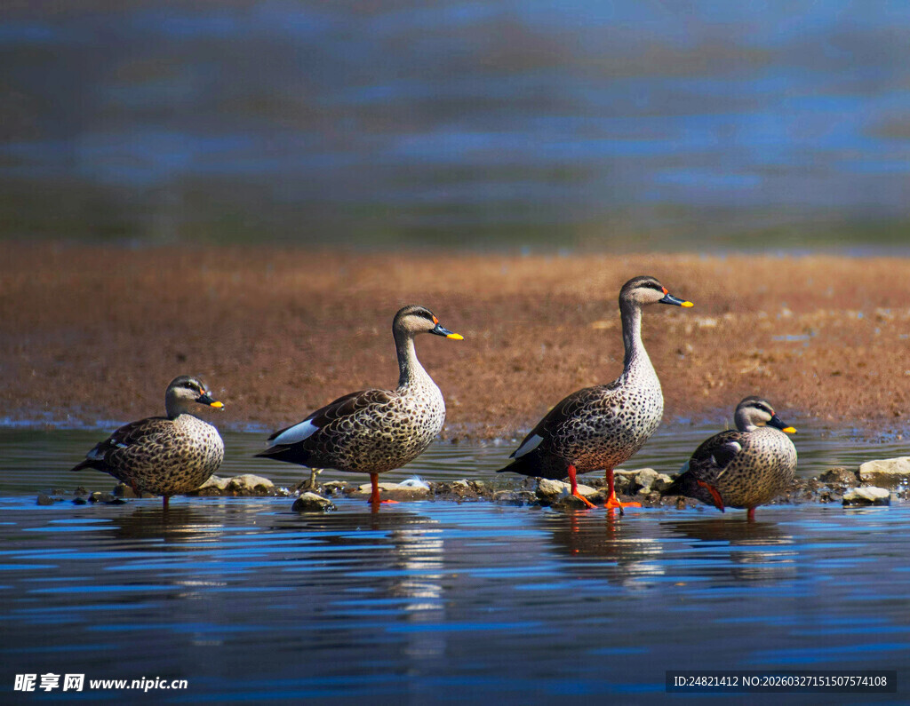 水中群鸭悠然嬉戏