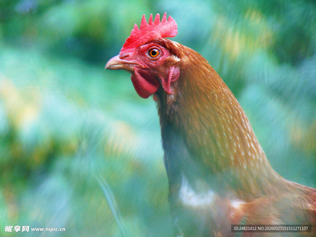 红冠公鸡特写