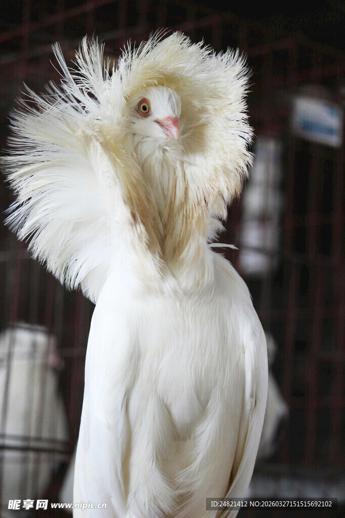 蓬松白毛鸡特写