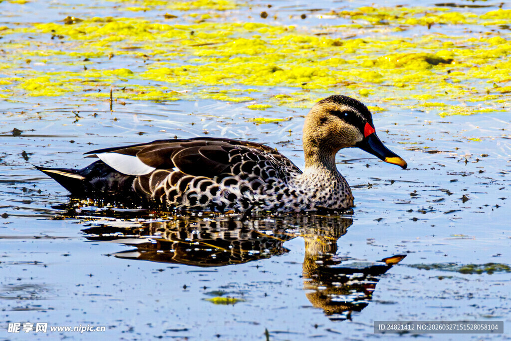 水中游弋的斑纹鸭